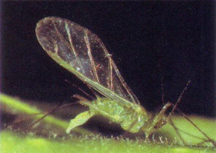 The Backyard Jungle XI: The Aphid Life Cycle Image